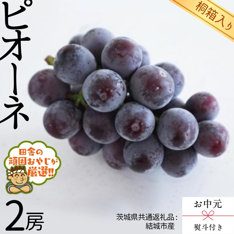 【 お中元 熨斗 付 】【 桐箱入り 】 ピオーネ2房  【2026年8月より発送開始】（茨城県共通返礼品 [ぶどう]：結城市産） ピオーネ ぶどう 果物 フルーツ 季節 旬 [BI407-NT]