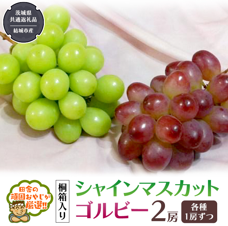 【 桐箱入り 】 シャインマスカット と ゴルビー （各種1房ずつ） 【2026年9月から発送開始】（茨城県共通返礼品 [ぶどう]：結城市産） シャインマスカット ゴルビー ぶどう 果物 フルーツ 季節 旬 [BI397-NT]