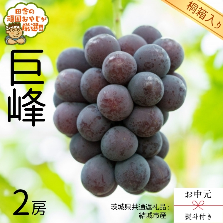 【 お中元 熨斗 付 】【 桐箱入り 】 巨峰2房  【2026年8月より発送開始】（茨城県共通返礼品 [ぶどう]：結城市産） 巨峰 ぶどう 果物 フルーツ 季節 旬 [BI405-NT]