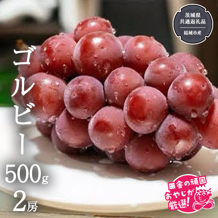 ゴルビー 500g ×2房【2026年9月より発送開始】（茨城県共通返礼品 [ぶどう]：結城市産） ぶどう ブドウ 葡萄 果物 フルーツ 茨城県産 [BI423-NT]