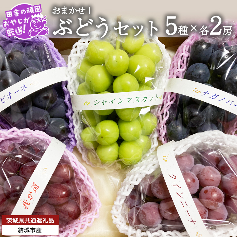 おまかせ！ ぶどう セット 5品種×各2房【2026年9月より発送開始】（茨城県共通返礼品 [ぶどう]：結城市産） ぶどう ブドウ 葡萄 果物 フルーツ 茨城県産 [BI426-NT]
