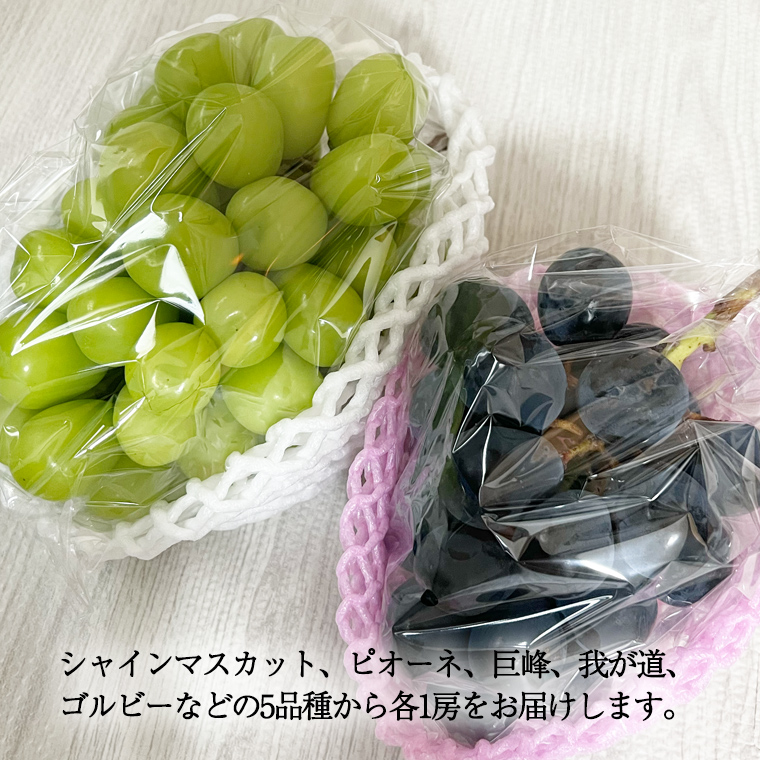 おまかせ！ ぶどう セット 5品種×各1房【2026年9月より発送開始】（茨城県共通返礼品 [ぶどう]：結城市産） ぶどう ブドウ 葡萄 果物 フルーツ 茨城県産 [BI427-NT]