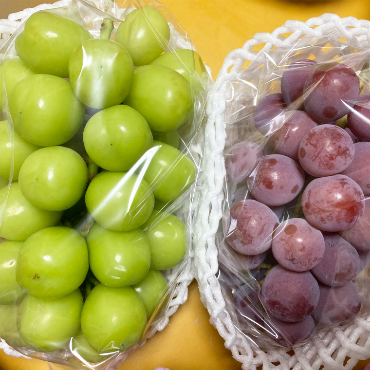 おまかせ！ ぶどう セット 5品種×各1房【2026年9月より発送開始】（茨城県共通返礼品 [ぶどう]：結城市産） ぶどう ブドウ 葡萄 果物 フルーツ 茨城県産 [BI427-NT]