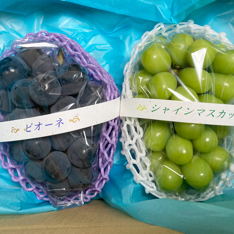 【定期便】ぶどう 品種ランダム2房セット【2026年8月から3か月連続で発送】（茨城県共通返礼品 [ぶどう]：結城市産）  ブドウ 葡萄 果物 フルーツ 茨城県産 [BI432-NT]