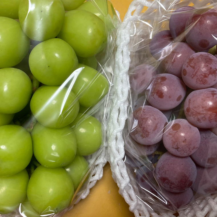 【定期便】ぶどう 品種ランダム2房セット【2026年8月から3か月連続で発送】（茨城県共通返礼品 [ぶどう]：結城市産）  ブドウ 葡萄 果物 フルーツ 茨城県産 [BI432-NT]