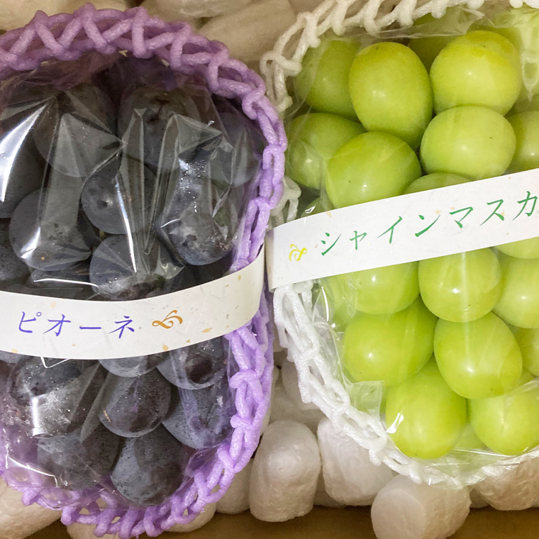 【定期便】ぶどう 品種ランダム2房セット【2026年8月から3か月連続で発送】（茨城県共通返礼品 [ぶどう]：結城市産）  ブドウ 葡萄 果物 フルーツ 茨城県産 [BI432-NT]