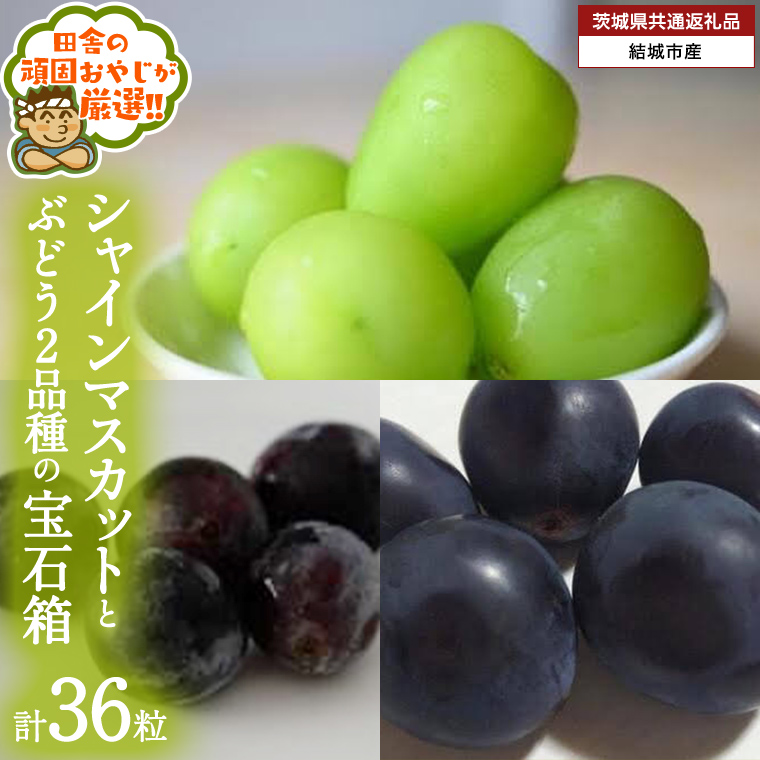 「粒々ぶどう36粒」 シャインマスカット と ぶどう 2品種の宝石箱【2026年8月より発送開始】（茨城県共通返礼品 [ぶどう]：結城市産） ぶどう ブドウ 葡萄 果物 フルーツ 茨城県産 [BI444-NT]