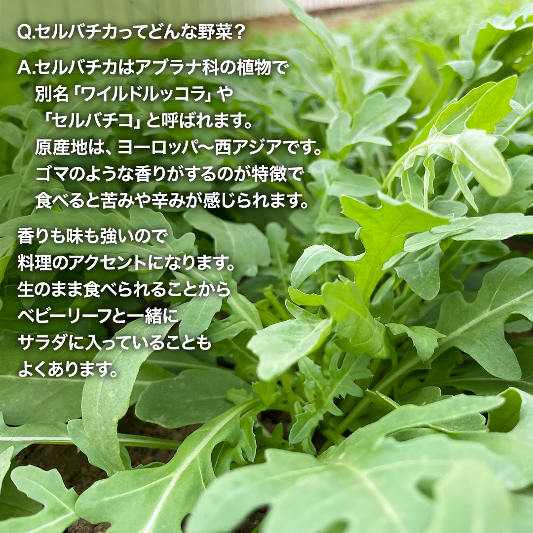 つくばみらい市 で栽培した セルバチカ ( ワイルドルッコラ ) 300g サラダ さらだ ルッコラ ハーブ 新鮮 国産 辛い セルバチコ ベビーリーフ イタリア野菜 イタリア料理 イタリアン パスタ 高級 トッピング 大容量 たっぷり [DS08-NT]