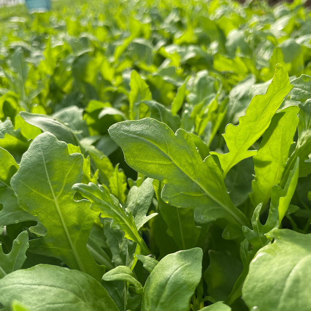 つくばみらい市 で栽培した セルバチカ ( ワイルドルッコラ ) 300g サラダ さらだ ルッコラ ハーブ 新鮮 国産 辛い セルバチコ ベビーリーフ イタリア野菜 イタリア料理 イタリアン パスタ 高級 トッピング 大容量 たっぷり [DS08-NT]