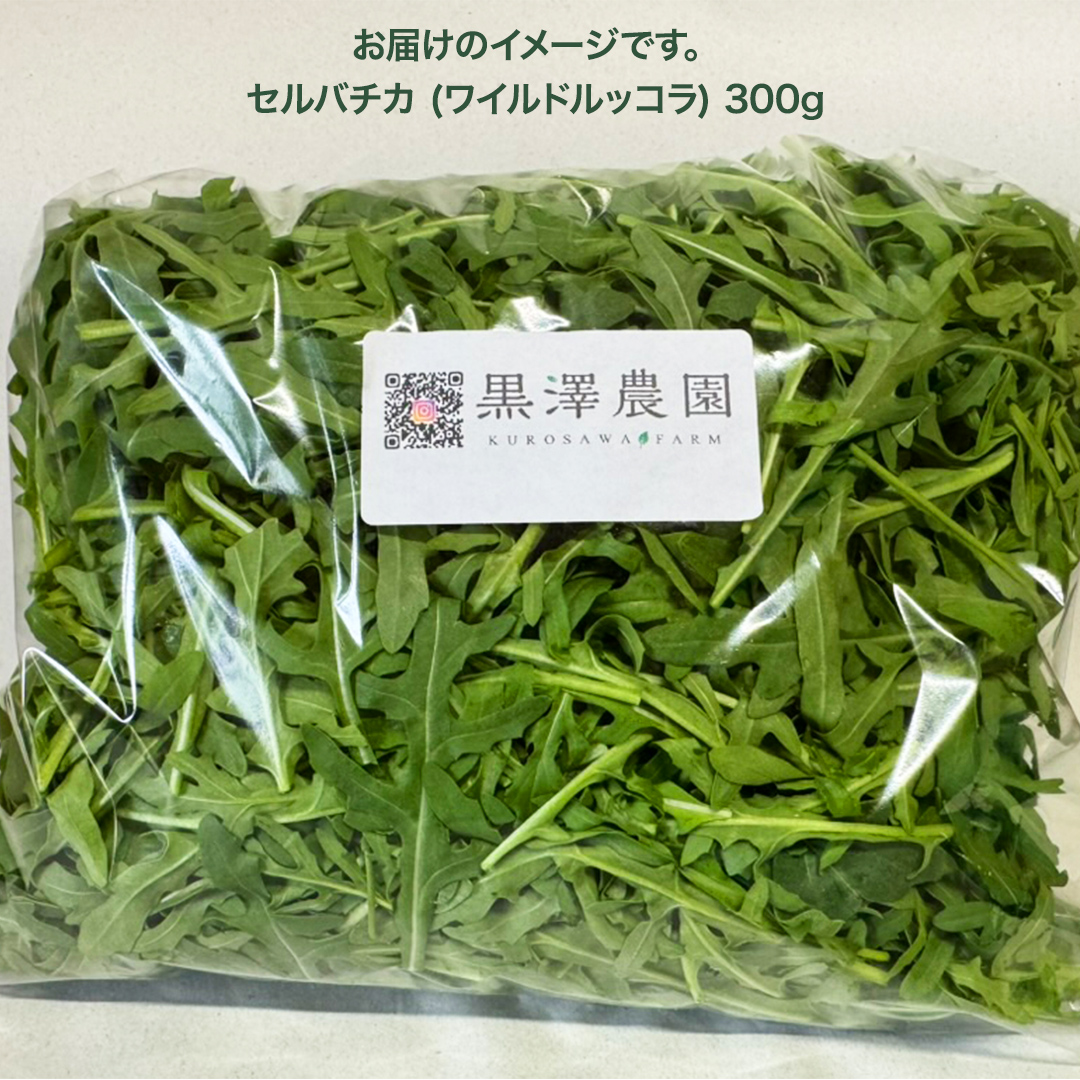 つくばみらい市 で栽培した セルバチカ ( ワイルドルッコラ ) 300g サラダ さらだ ルッコラ ハーブ 新鮮 国産 辛い セルバチコ ベビーリーフ イタリア野菜 イタリア料理 イタリアン パスタ 高級 トッピング 大容量 たっぷり [DS08-NT]