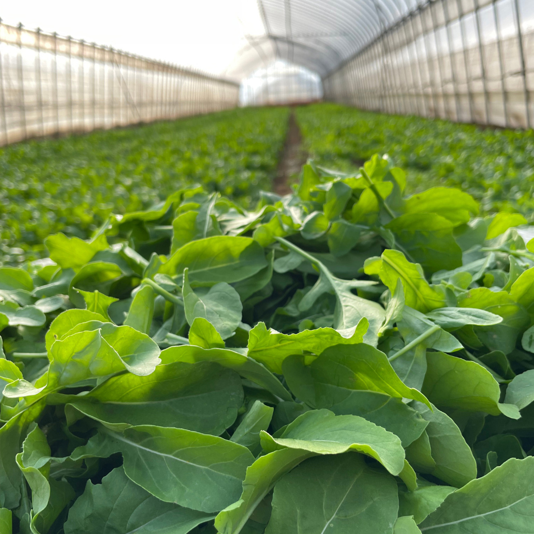 【 簡易包装 】 黒澤農園 の ベビーリーフサラダ 330g×1袋 訳アリ 訳あり 規格外 生育 わけあり フードロス 削減 ベビーリーフ サラダ 生野菜 食べやすい 若葉 ファミリー 旬 新鮮 国産 彩り [DS10-NT]