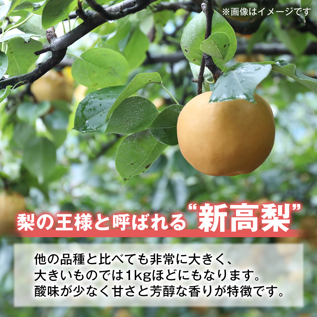 梨 新高 5kg（10〜14個）【2026年10月より発送開始】（茨城県共通返礼品 [梨]：大子町産）田舎の頑固おやじが厳選！ なし 新高梨 和梨 フルーツ 果物 くだもの 高糖度 ギフト 茨城 [BI306-NT]