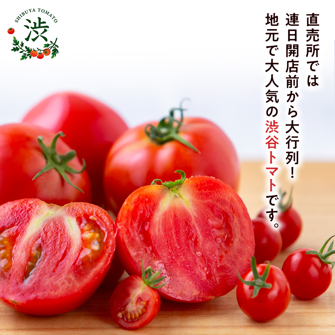 【 2026年 収穫分 先行予約 】 -太陽の味- 渋谷トマト 大玉トマト・ミニトマト詰め合わせ 約2kg 2026年1月5日～発送開始 トマト ミニトマト 茨城 産地直送 農家直送リコピン ビタミン 有機肥料 野菜 甘い 直売所 [EL04-NT]