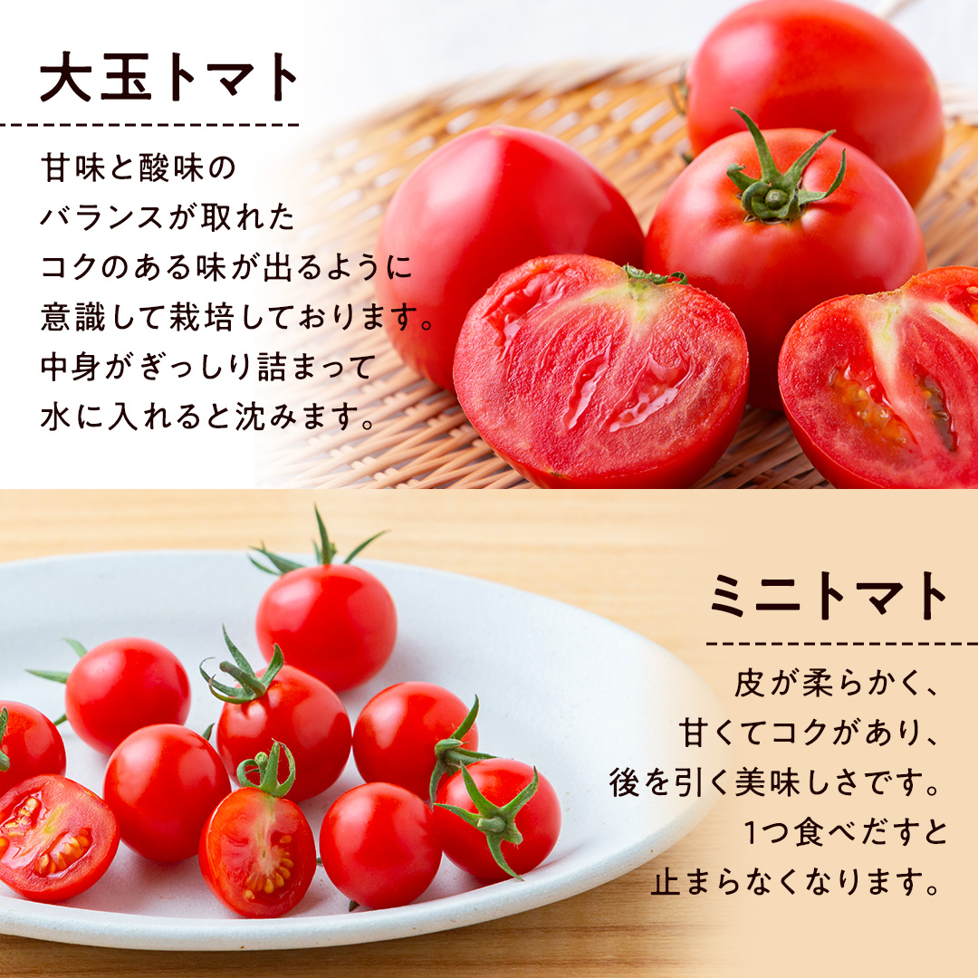 【 2026年 収穫分 先行予約 】 -太陽の味- 渋谷トマト 大玉トマト・ミニトマト詰め合わせ 約2kg 2026年1月5日～発送開始 トマト ミニトマト 茨城 産地直送 農家直送リコピン ビタミン 有機肥料 野菜 甘い 直売所 [EL04-NT]