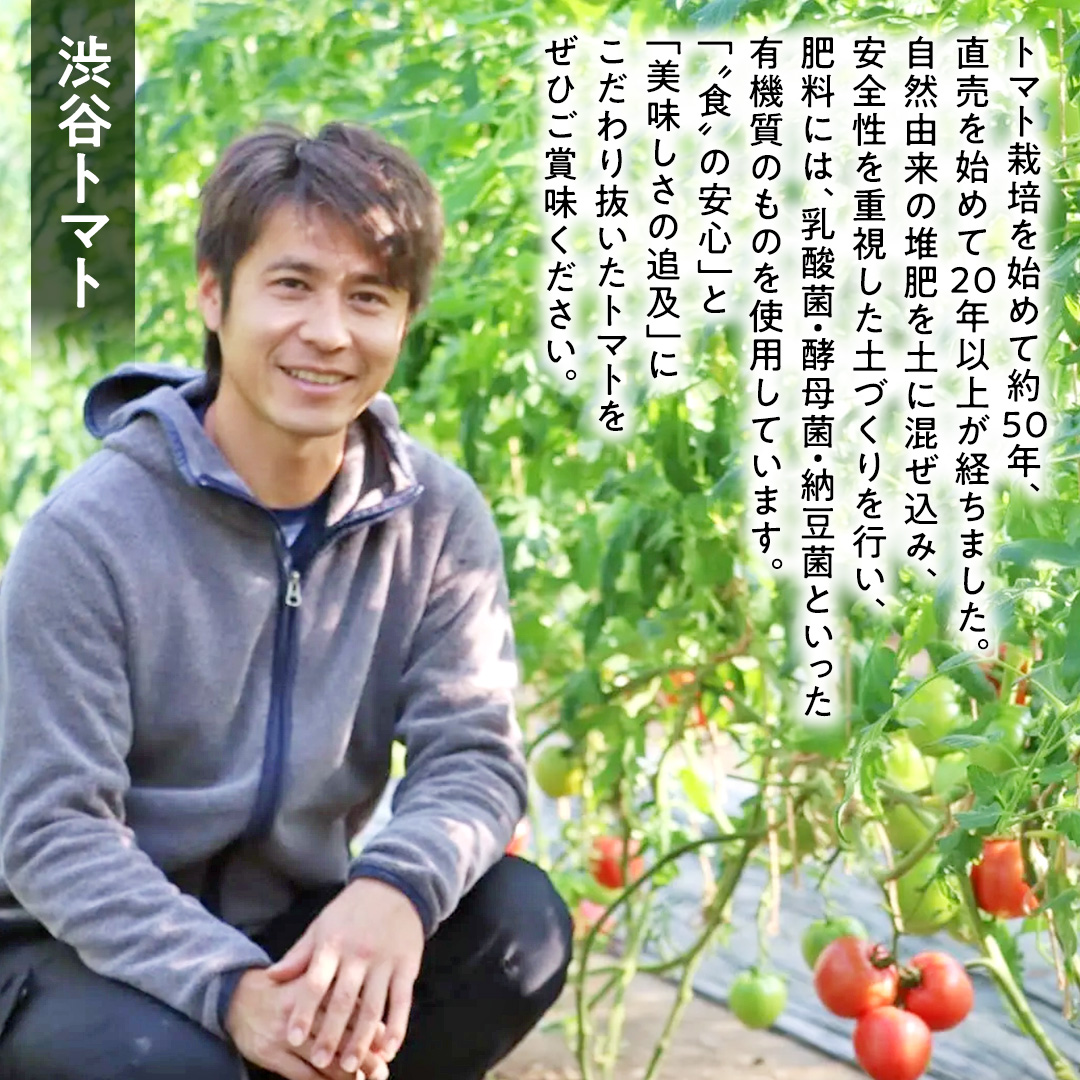 【 2026年 収穫分 先行予約 】 -太陽の味- 渋谷トマト 大玉トマト・ミニトマト詰め合わせ 約2kg 2026年1月5日～発送開始 トマト ミニトマト 茨城 産地直送 農家直送リコピン ビタミン 有機肥料 野菜 甘い 直売所 [EL04-NT]