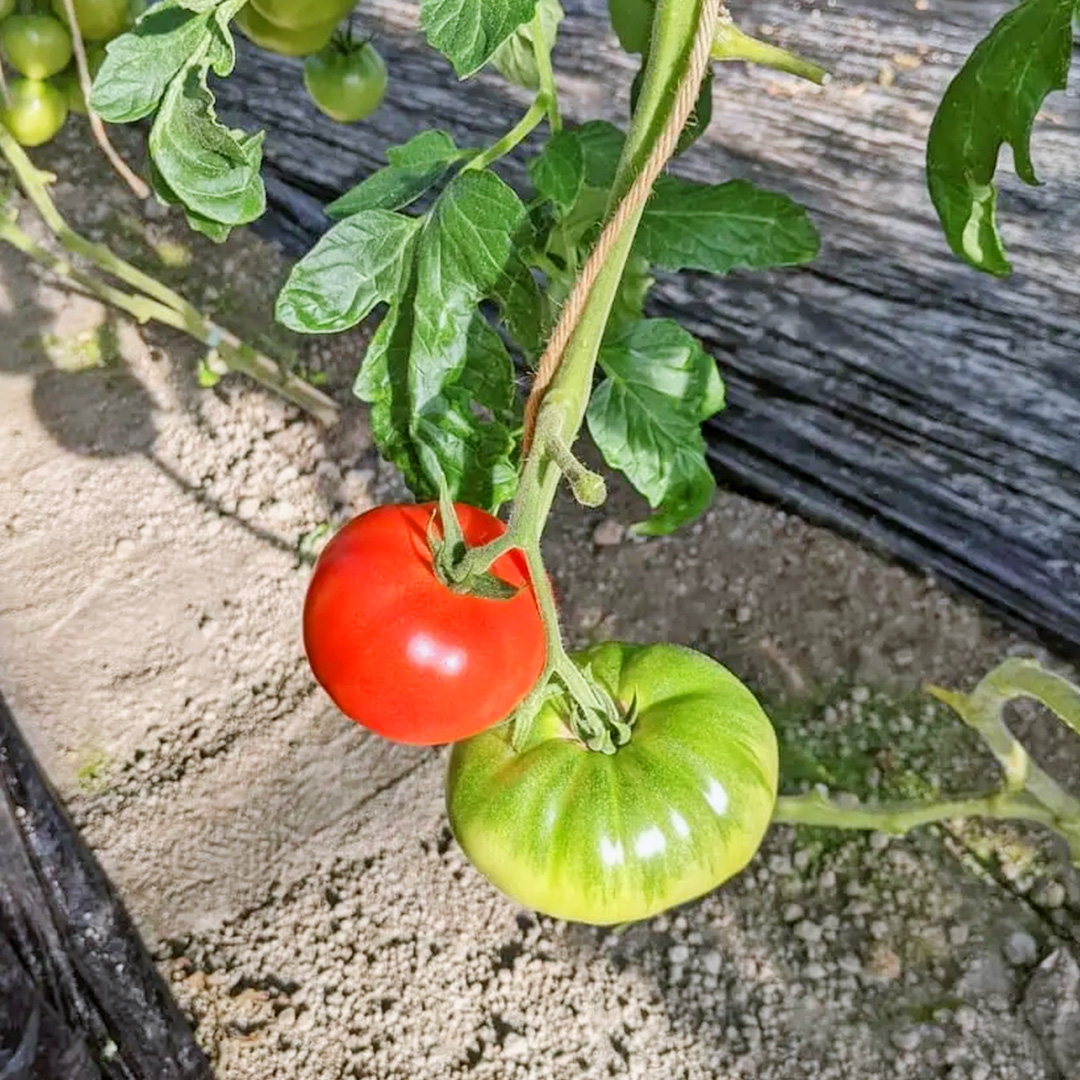 【 2026年 収穫分 先行予約 】 -太陽の味- 渋谷トマト 大玉トマト・ミニトマト詰め合わせ 約2kg 2026年1月5日～発送開始 トマト ミニトマト 茨城 産地直送 農家直送リコピン ビタミン 有機肥料 野菜 甘い 直売所 [EL04-NT]