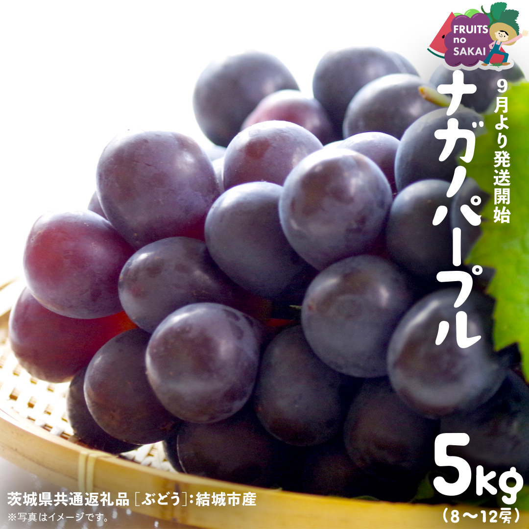 ナガノパープル 5kg （8～12房）【2026年9月より発送開始】（茨城県共通返礼品 [ぶどう]：結城市産） 葡萄 黒ぶどう 旬 お取り寄せ フルーツ 希少品種 デザート [FC04-NT]