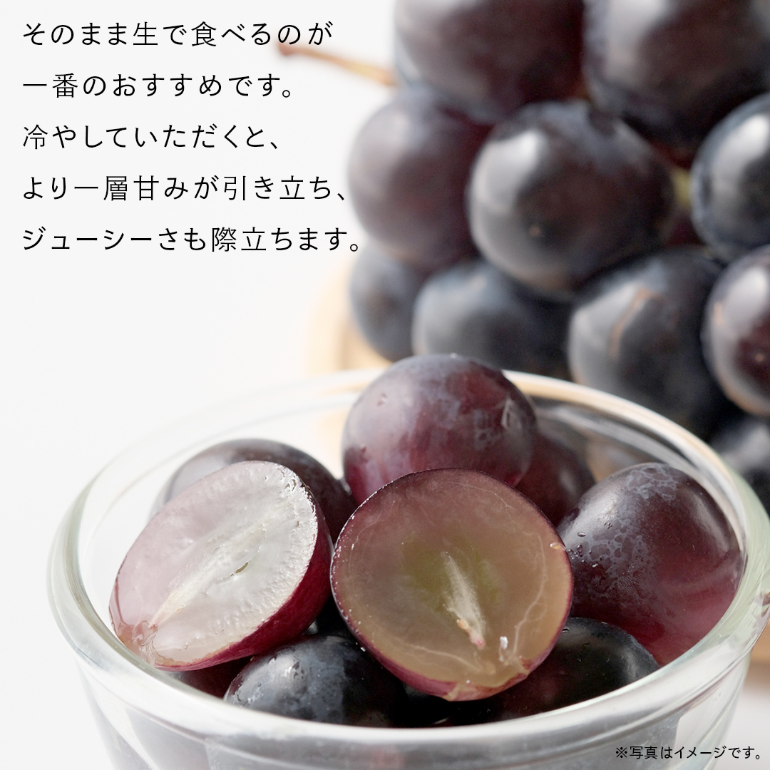 ナガノパープル 5kg （8～12房）【2026年9月より発送開始】（茨城県共通返礼品 [ぶどう]：結城市産） 葡萄 黒ぶどう 旬 お取り寄せ フルーツ 希少品種 デザート [FC04-NT]