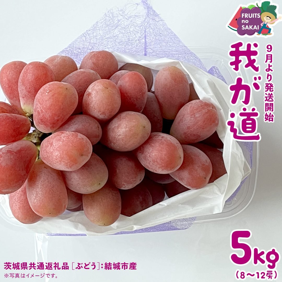 我が道 5kg （8～12房）【2026年9月より発送開始】（茨城県共通返礼品 [ぶどう]：結城市産） 葡萄 赤ぶどう 旬 お取り寄せ フルーツ 希少品種 新品種 デザート [FC03-NT]