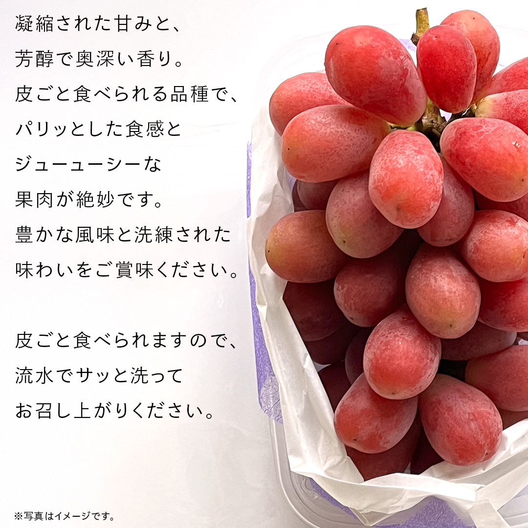 我が道 5kg （8～12房）【2026年9月より発送開始】（茨城県共通返礼品 [ぶどう]：結城市産） 葡萄 赤ぶどう 旬 お取り寄せ フルーツ 希少品種 新品種 デザート [FC03-NT]