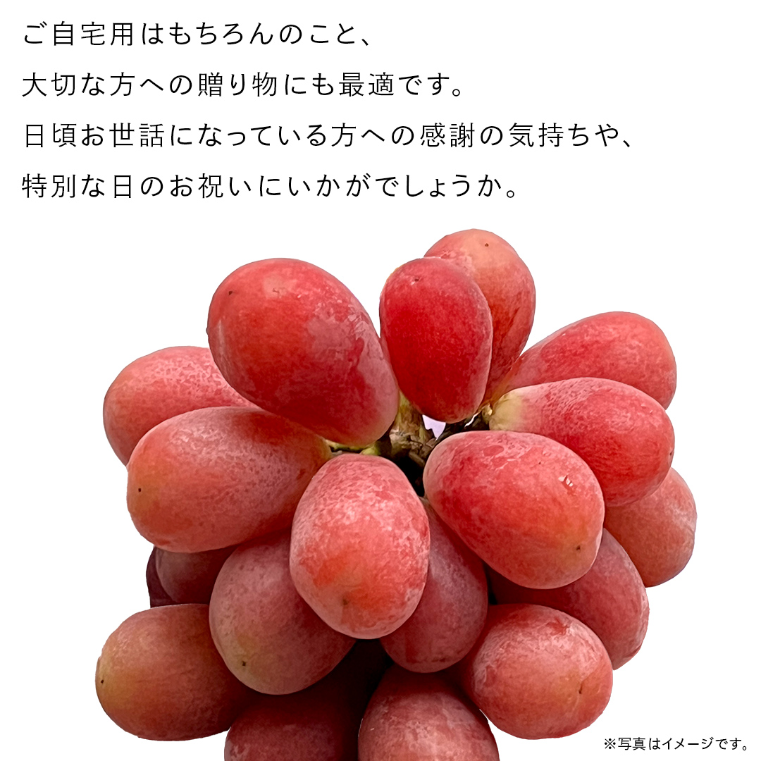 我が道 5kg （8～12房）【2026年9月より発送開始】（茨城県共通返礼品 [ぶどう]：結城市産） 葡萄 赤ぶどう 旬 お取り寄せ フルーツ 希少品種 新品種 デザート [FC03-NT]
