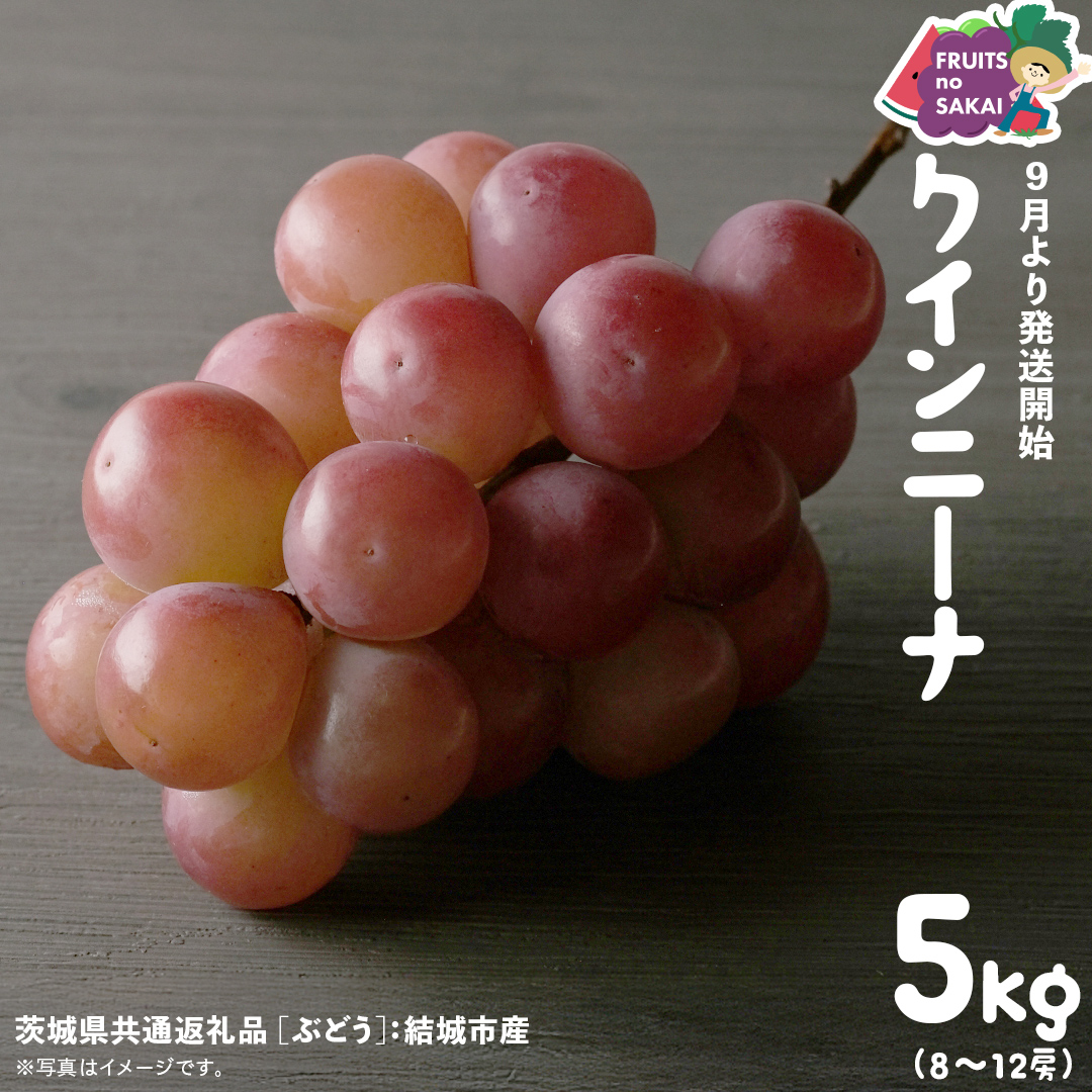 クインニーナ 5kg （8～12房）【2026年9月より発送開始】（茨城県共通返礼品 [ぶどう]：結城市産） 葡萄 赤ぶどう 旬 お取り寄せ フルーツ 甘い 希少品種 デザート [FC02-NT]