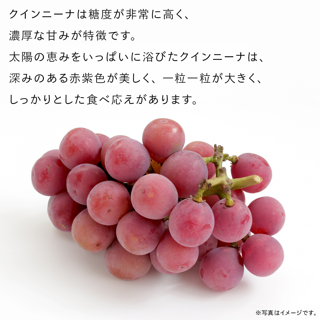 クインニーナ 5kg （8～12房）【2026年9月より発送開始】（茨城県共通返礼品 [ぶどう]：結城市産） 葡萄 赤ぶどう 旬 お取り寄せ フルーツ 甘い 希少品種 デザート [FC02-NT]