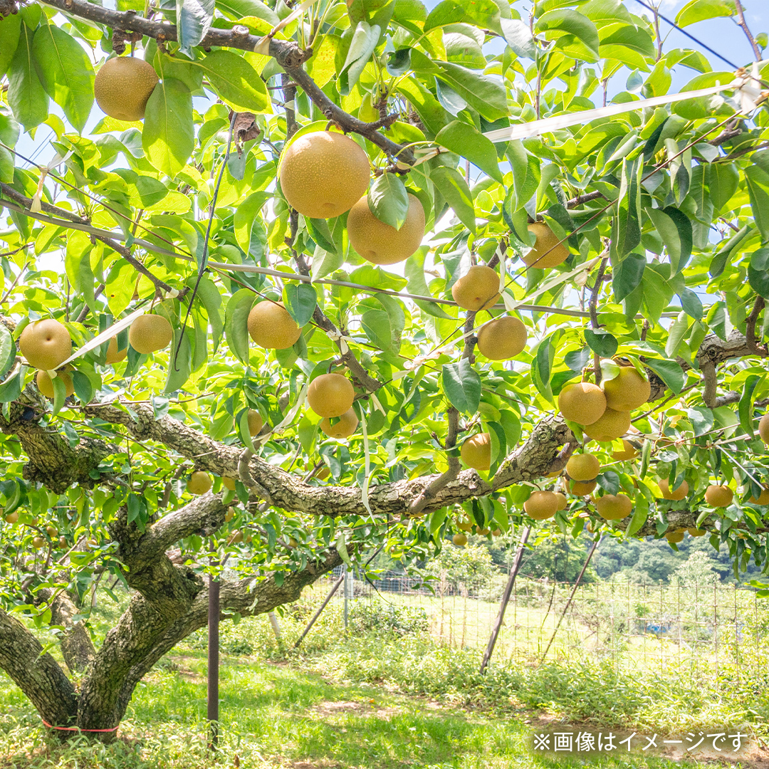 にっこり梨 5kg（8〜14個）【2026年10月より発送開始】（茨城県共通返礼品 [梨]：大子町産）田舎の頑固おやじが厳選！ 梨 なし ナシ 果物 フルーツ 茨城県産 [BI430-NT]