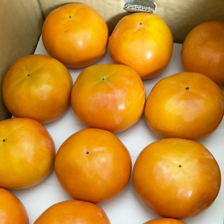 柿 10kg（30〜36個）【2025年10月より発送開始】（茨城県共通返礼品：大子町産）柿 かき カキ 果物 フルーツ 茨城県産 [BI429-NT]
