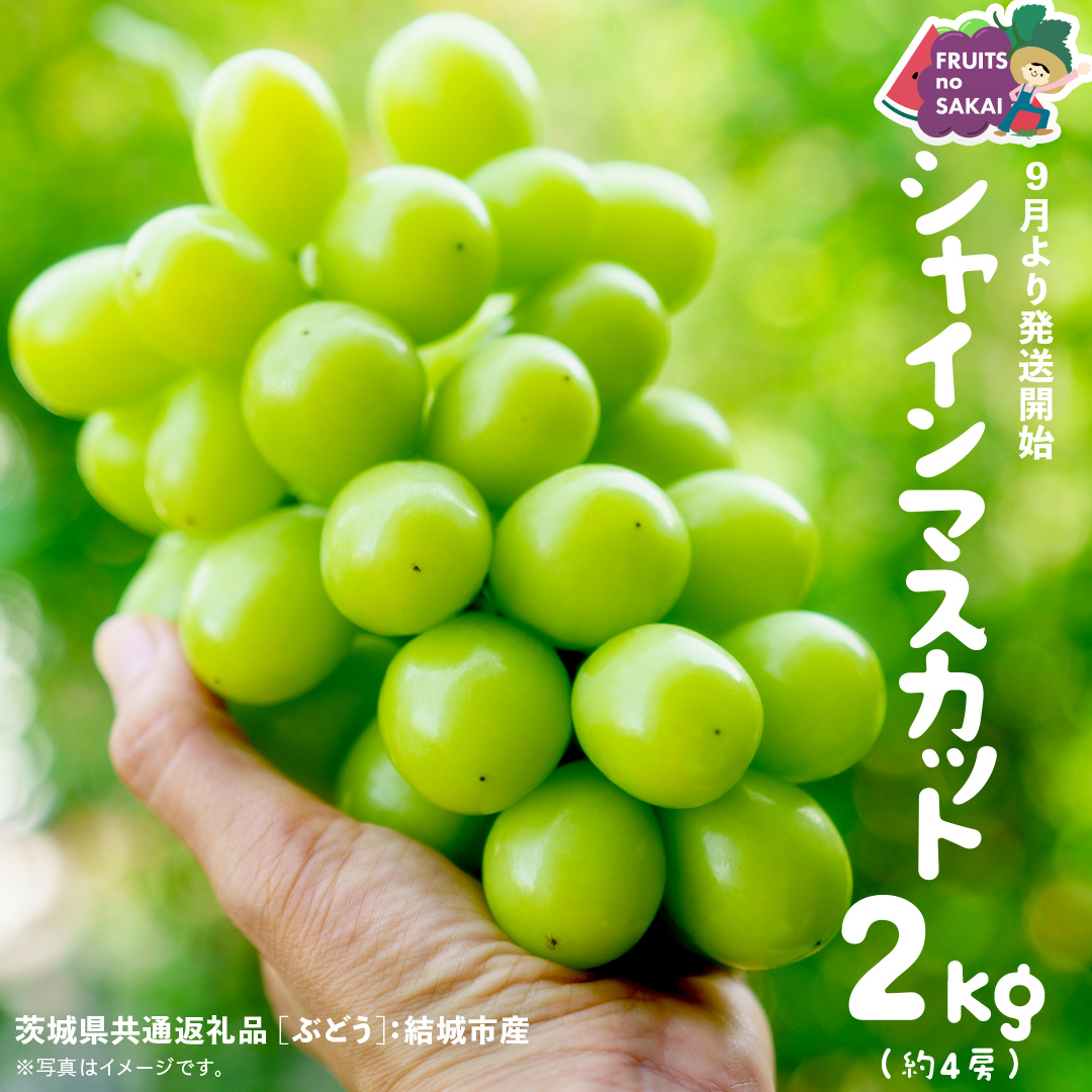 シャインマスカット 2kg （4房）【2025年9月より発送開始】（茨城県共通返礼品 [ぶどう]：結城市産） 葡萄 マスカット 旬 お取り寄せ フルーツ 種なし 皮ごと 甘い デザート [FC16-NT]