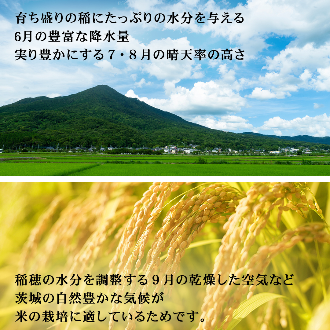 ＜ 新米 ＞ 令和7年産 茨城県産 精米 特別栽培米 コシヒカリ 5kg （5kg×1袋） 白米 こしひかり 米 コメ こめ 単一米 限定 茨城県産 国産 美味しい お米 おこめ おコメ[EH32-NT]