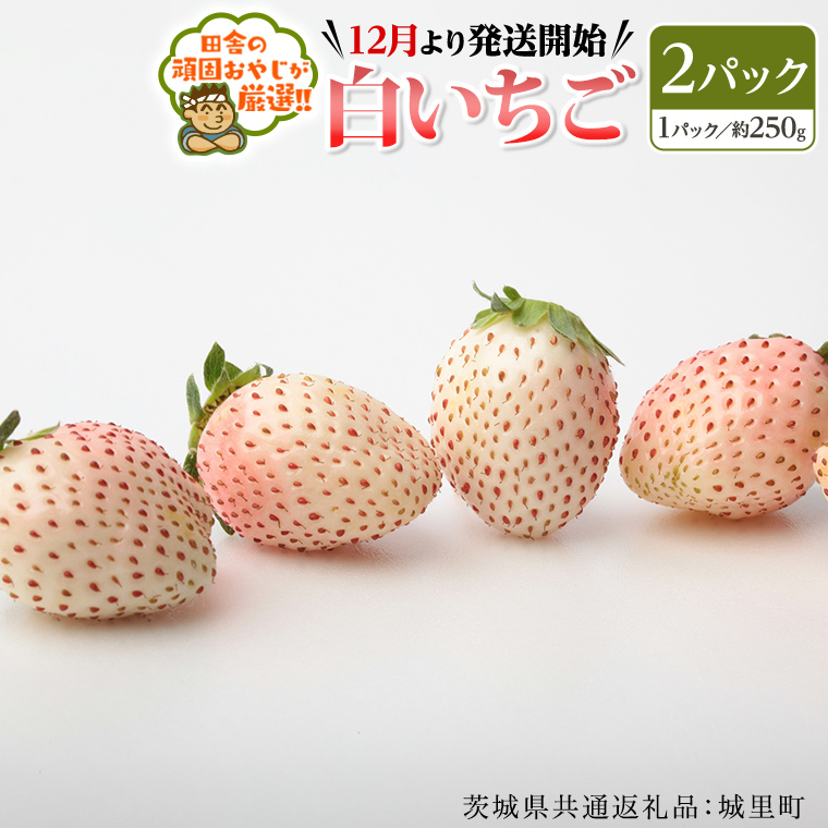 白いちご約250ｇ×2パック【12月より発送開始】（茨城県共通返礼品：城里町産）田舎の頑固おやじが厳選！  茨城県 県産 人気 厳選 果物 くだもの 旬 旬の果物 旬のフルーツ 白イチゴ 白いちご 白苺 いちご イチゴ 苺 [BI229-NT]