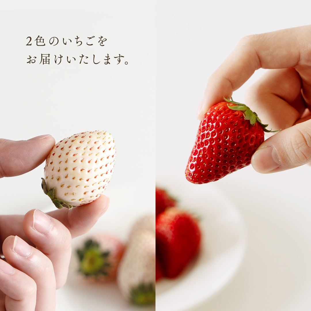 赤いちごと白いちごの宝石箱 18粒 【12月から発送開始】（茨城県共通返礼品 [いちご]：城里町産）田舎の頑固おやじが厳選！  果物 フルーツ いちご イチゴ 苺 白苺 贈答 ギフト [BI335-NT]