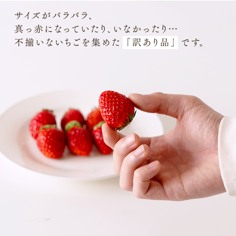【訳あり】いちご 1kg 【1月から発送開始】（茨城県共通返礼品 [いちご]：城里町産） いちご 苺 イチゴ 訳あり [BI368-NT]