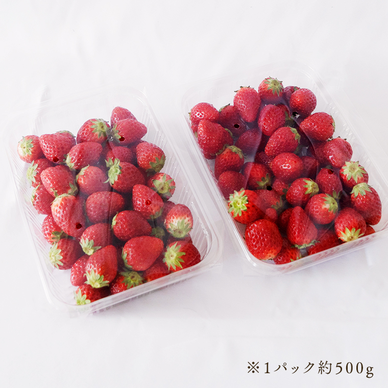 【訳あり】いちご 1kg 【1月から発送開始】（茨城県共通返礼品 [いちご]：城里町産） いちご 苺 イチゴ 訳あり [BI368-NT]