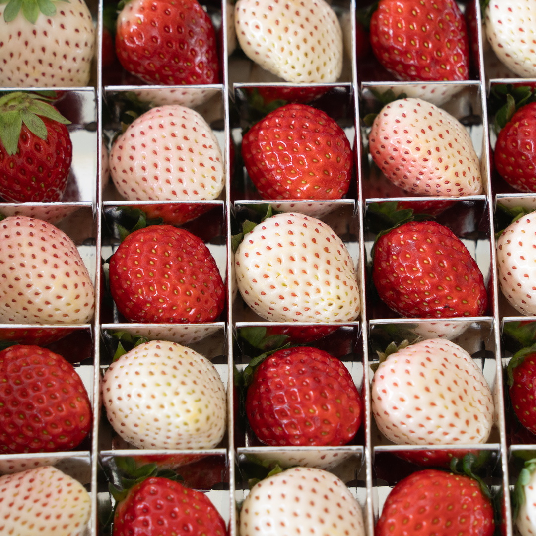 ＼ 12/31まで 期間限定 特別寄附金額！ ／ 赤白いちごの宝石箱アソート 36粒 【2025年12月から発送開始】（茨城県共通返礼品 [いちご]：城里町産）  | いちご 苺 赤 イチゴ 白いちご 白イチゴ 宝石箱 [FC25-NT]