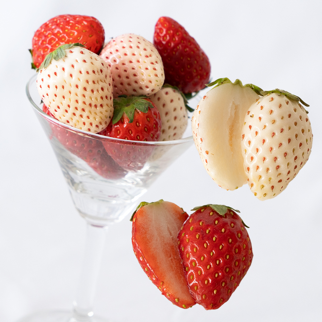 ＼ 12/31まで 期間限定 特別寄附金額！ ／ 赤白いちごの宝石箱アソート 36粒 【2025年12月から発送開始】（茨城県共通返礼品 [いちご]：城里町産）  | いちご 苺 赤 イチゴ 白いちご 白イチゴ 宝石箱 [FC25-NT]