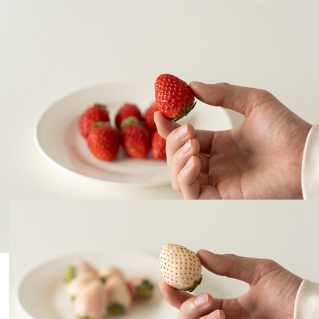 ＼ 12/31まで 期間限定 特別寄附金額！ ／ 赤白いちごの宝石箱アソート 36粒 【2025年12月から発送開始】（茨城県共通返礼品 [いちご]：城里町産）  | いちご 苺 赤 イチゴ 白いちご 白イチゴ 宝石箱 [FC25-NT]