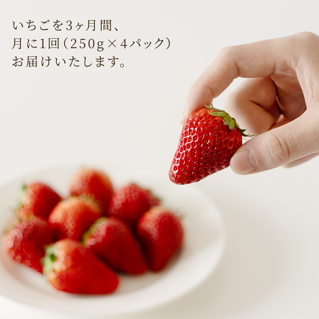 【定期便】いちご3ヶ月連続お届け便 （250g×4パック）×3回　【2027年1月から発送開始】（茨城県共通返礼品 [いちご]：城里町産） | 果物 フルーツ イチゴ 苺 白いちご とちおとめ 紅ほっぺ やよいひめ 定期便 [FC26-NT]