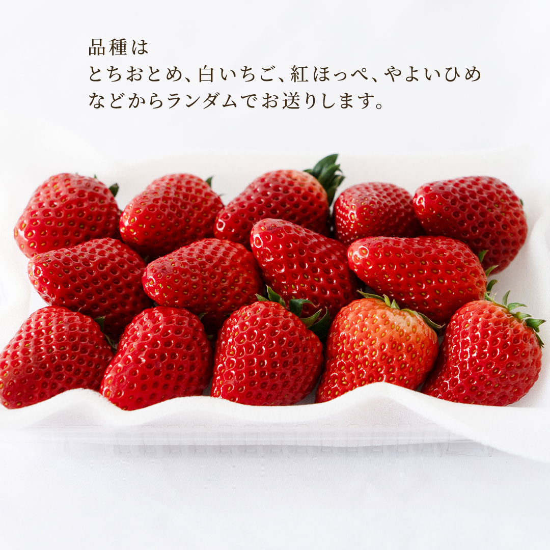 【定期便】いちご3ヶ月連続お届け便 （250g×4パック）×3回　【2027年1月から発送開始】（茨城県共通返礼品 [いちご]：城里町産） | 果物 フルーツ イチゴ 苺 白いちご とちおとめ 紅ほっぺ やよいひめ 定期便 [FC26-NT]