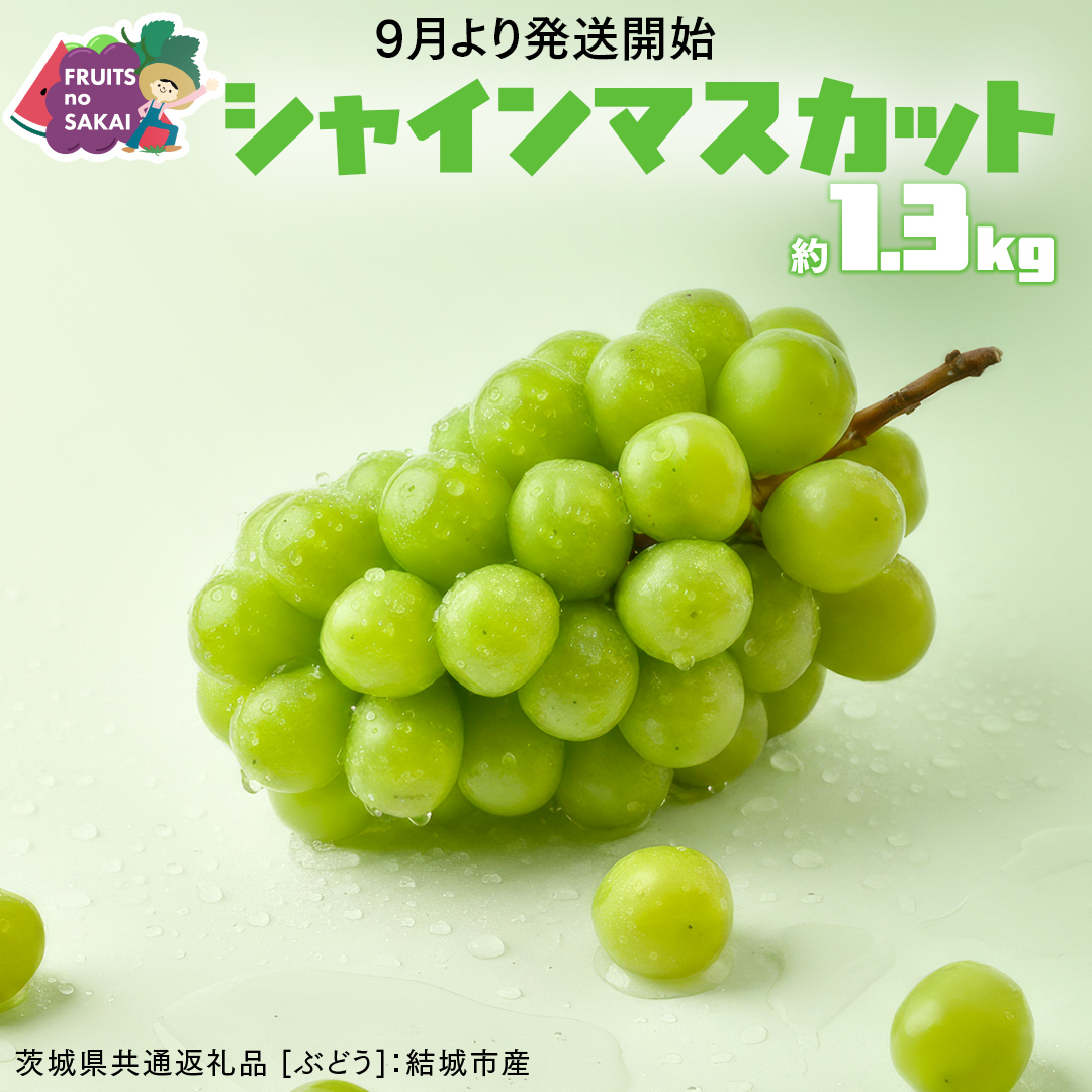 シャインマスカット 1.3kg （2房）【2026年9月より発送開始】（茨城県共通返礼品 [ぶどう]：結城市産） 葡萄 マスカット 旬 お取り寄せ フルーツ 種なし 皮ごと 甘い デザート [FC15-NT]