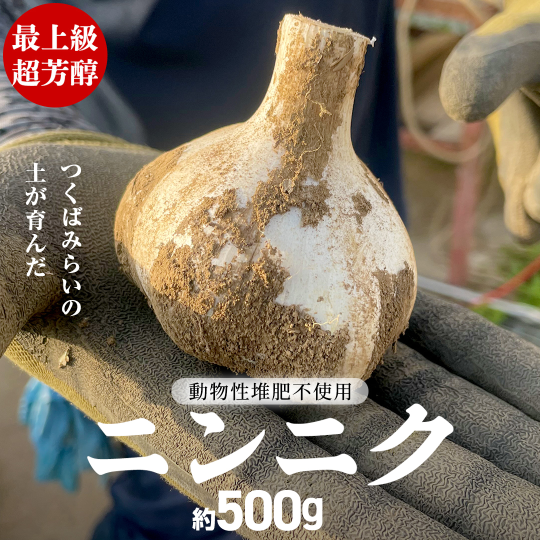 【先行予約】超芳醇 つくばみらいの土が育んだ 最上級ニンニク 約500g つくばみらい市（2026年6月より発送開始） ニンニク 新ニンニク 茨城県産 国産 無化学肥料 農薬不使用 化学肥料不使用 [FA01-NT]