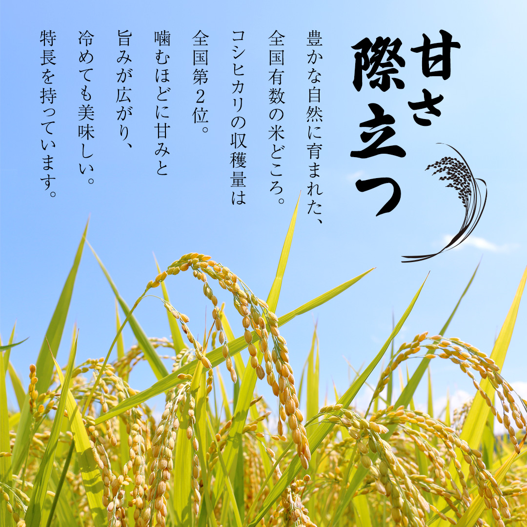 【 2026年6月発送開始 3ヶ月連続定期便 】令和7年産 ＜ 精米 ＞ こしひかり 10kg（5kg×2本） 精米 定期便 茨城県 国産 お米 米 コメ 白米 ライス ご飯 おいしい コシヒカリ ごはん 新生活 プレゼント 新生活応援 必要なもの 便利 おすすめ 消耗品 一人暮らし 二人暮らし 必要 [DA04-NT]