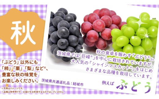 【定期便】フルーツセット（3回定期）（茨城県共通返礼品） 茨城県 県産 つくばみらい市 人気 厳選 果物 くだもの 旬 旬の果物 旬のフルーツ 上級品 極上 贅沢 極み フルーツ フルーツセット ギフト プレゼント
