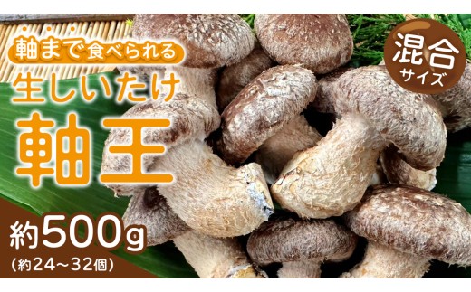 産地直送！軸まで美味しい『軸王しいたけ』サイズ混合 約500g (約24～32個) しいたけ 椎茸 シイタケ きのこ キノコ 野菜 軸が太い 軸まで食べられる 特大 肉厚 旨味 菌床 国産 ぷりぷり ステーキ 椎茸ステーキ 新鮮 BBQ バーベキュー バター焼き 網焼き きんぴら オイル漬け [FL03-NT]