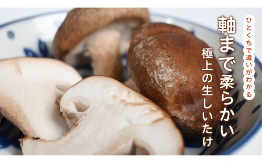 産地直送！軸まで美味しい『軸王しいたけ』サイズ混合 約500g (約24～32個) しいたけ 椎茸 シイタケ きのこ キノコ 野菜 軸が太い 軸まで食べられる 特大 肉厚 旨味 菌床 国産 ぷりぷり ステーキ 椎茸ステーキ 新鮮 BBQ バーベキュー バター焼き 網焼き きんぴら オイル漬け [FL03-NT]