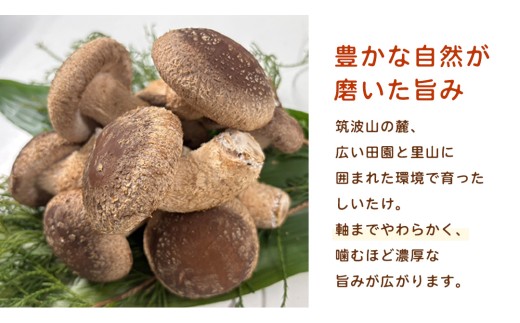 産地直送！軸まで美味しい『軸王しいたけ』サイズ混合 約500g (約24～32個) しいたけ 椎茸 シイタケ きのこ キノコ 野菜 軸が太い 軸まで食べられる 特大 肉厚 旨味 菌床 国産 ぷりぷり ステーキ 椎茸ステーキ 新鮮 BBQ バーベキュー バター焼き 網焼き きんぴら オイル漬け [FL03-NT]