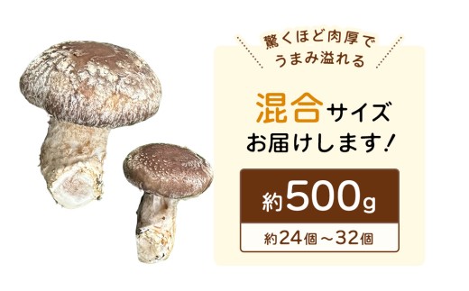 産地直送！軸まで美味しい『軸王しいたけ』サイズ混合 約500g (約24～32個) しいたけ 椎茸 シイタケ きのこ キノコ 野菜 軸が太い 軸まで食べられる 特大 肉厚 旨味 菌床 国産 ぷりぷり ステーキ 椎茸ステーキ 新鮮 BBQ バーベキュー バター焼き 網焼き きんぴら オイル漬け [FL03-NT]
