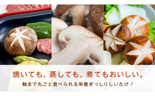 産地直送！軸まで美味しい『軸王しいたけ』サイズ混合 約500g (約24～32個) しいたけ 椎茸 シイタケ きのこ キノコ 野菜 軸が太い 軸まで食べられる 特大 肉厚 旨味 菌床 国産 ぷりぷり ステーキ 椎茸ステーキ 新鮮 BBQ バーベキュー バター焼き 網焼き きんぴら オイル漬け [FL03-NT]