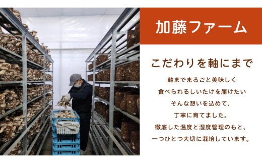 産地直送！軸まで美味しい『軸王しいたけ』サイズ混合 約500g (約24～32個) しいたけ 椎茸 シイタケ きのこ キノコ 野菜 軸が太い 軸まで食べられる 特大 肉厚 旨味 菌床 国産 ぷりぷり ステーキ 椎茸ステーキ 新鮮 BBQ バーベキュー バター焼き 網焼き きんぴら オイル漬け [FL03-NT]